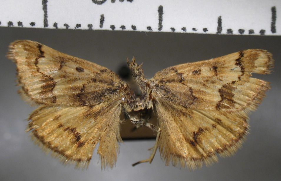 Crambidae Noctuelia vespertalis