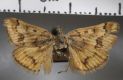 image of Noctuelia vespertalis