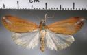 image of Cliniodes rubialalis