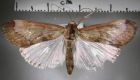 image of Cliniodes latipennis