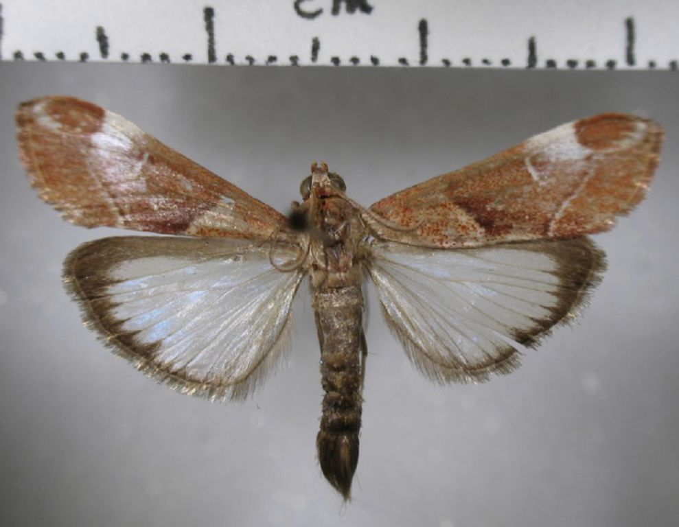 Crambidae Cliniodes opalalis