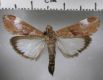 image of Cliniodes opalalis