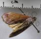 image of Cliniodes paranalis or near
