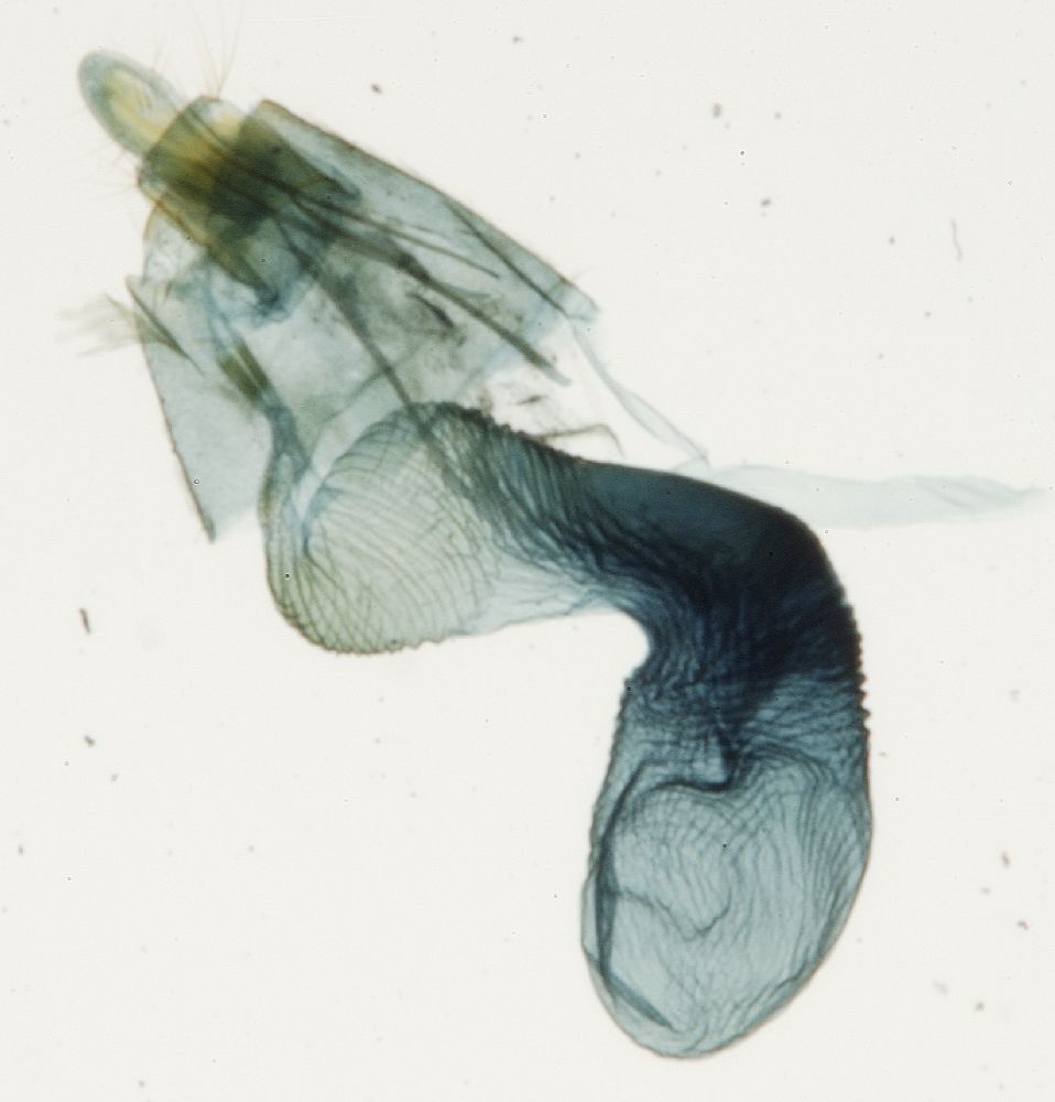 Crambidae Mimoschinia rufofascialis