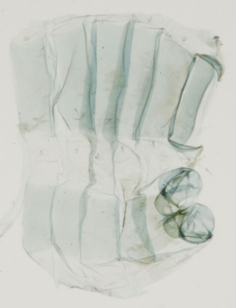 Crambidae Mimoschinia rufofascialis