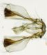 image of Cliniodes saburralis