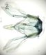 image of Dicepolia sp.