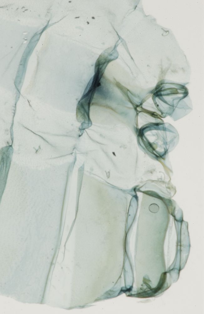 Crambidae Cliniodes glaucescens