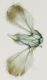 image of Cliniodes glaucescens