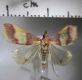 image of Trigonoorda cf. rhodea