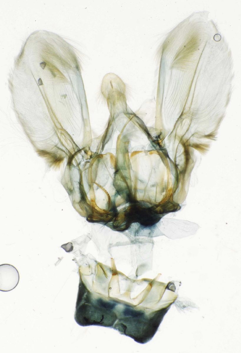 Crambidae Mecynarcha apicalis