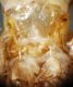 image of Cliniodes opalalis