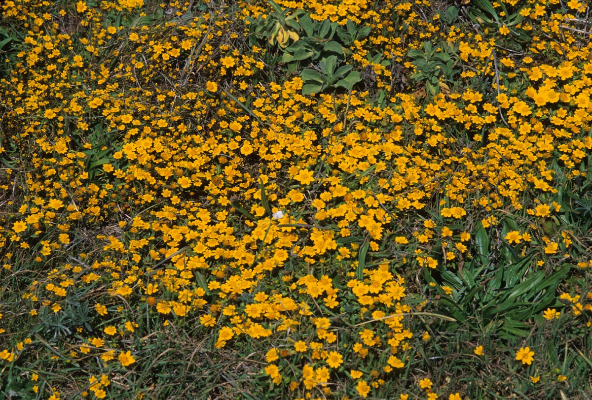 Asteraceae Lasthenia californica
