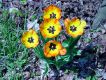 image of Tulipa gesneriana