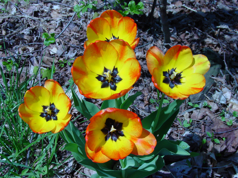Liliaceae Tulipa gesneriana