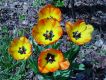 image of Tulipa gesneriana