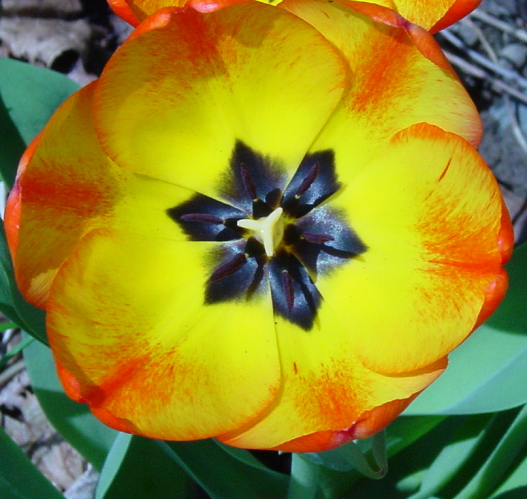 Liliaceae Tulipa gesneriana