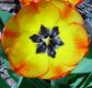 image of Tulipa gesneriana