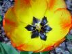 image of Tulipa gesneriana