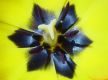 image of Tulipa gesneriana