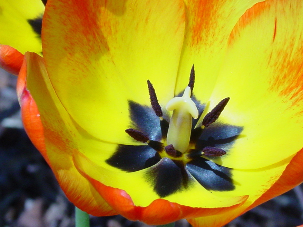 Liliaceae Tulipa gesneriana