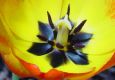 image of Tulipa gesneriana