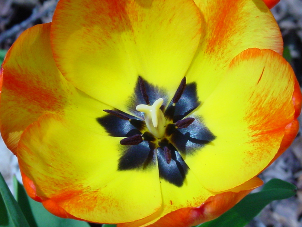 Liliaceae Tulipa gesneriana