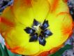 image of Tulipa gesneriana