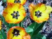 image of Tulipa gesneriana