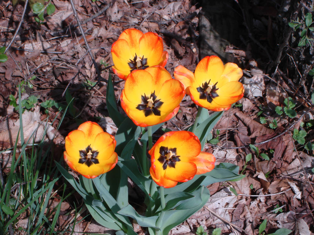 Liliaceae Tulipa gesneriana