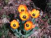 image of Tulipa gesneriana
