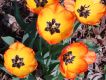 image of Tulipa gesneriana