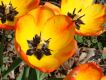 image of Tulipa gesneriana