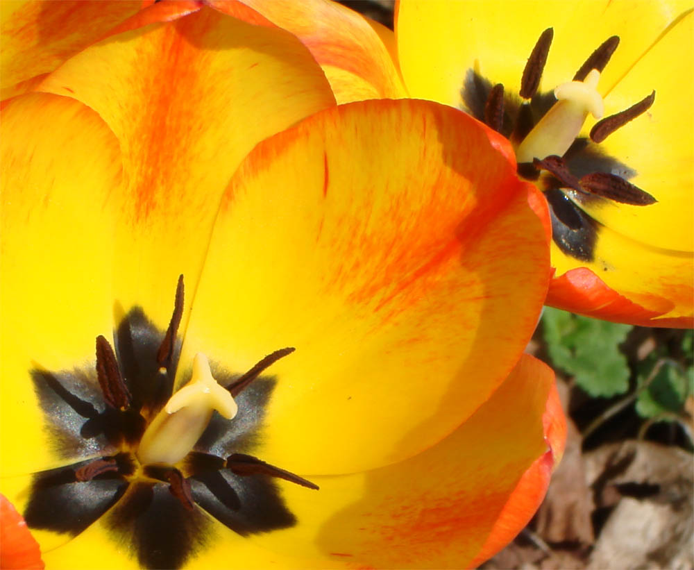 Liliaceae Tulipa gesneriana