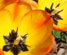 image of Tulipa gesneriana