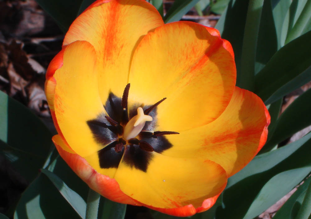Liliaceae Tulipa gesneriana