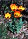 image of Tulipa gesneriana