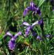 image of Iris reticulata
