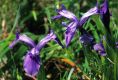 image of Iris reticulata