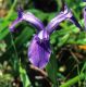 image of Iris reticulata