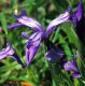 image of Iris reticulata