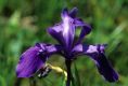 image of Iris reticulata