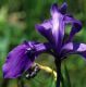 image of Iris reticulata