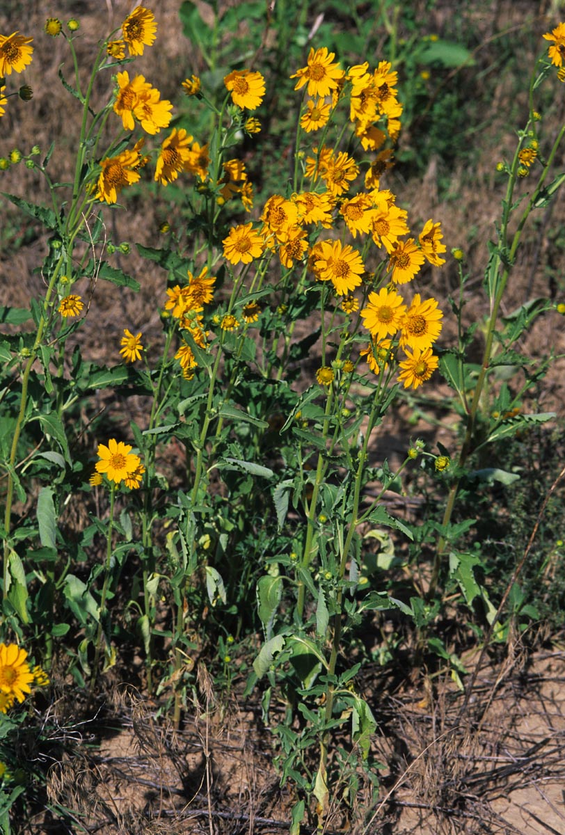 Asteraceae Verbesina encelioides
