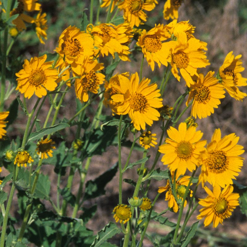 Asteraceae Verbesina encelioides