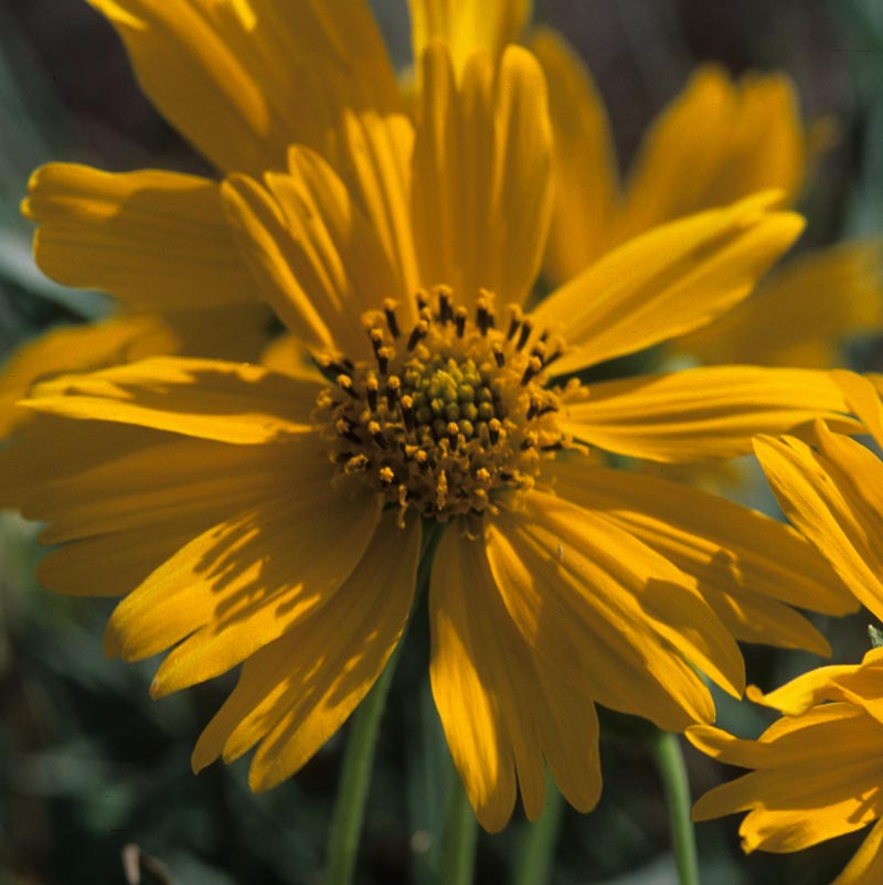 Asteraceae Verbesina encelioides