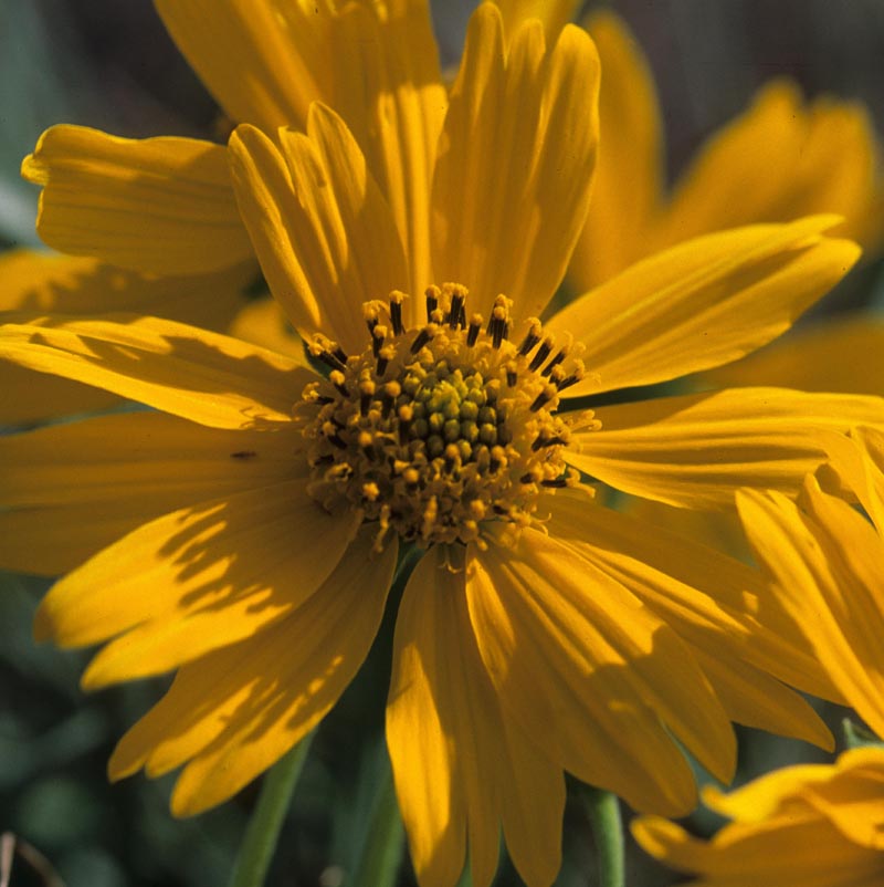 Asteraceae Verbesina encelioides