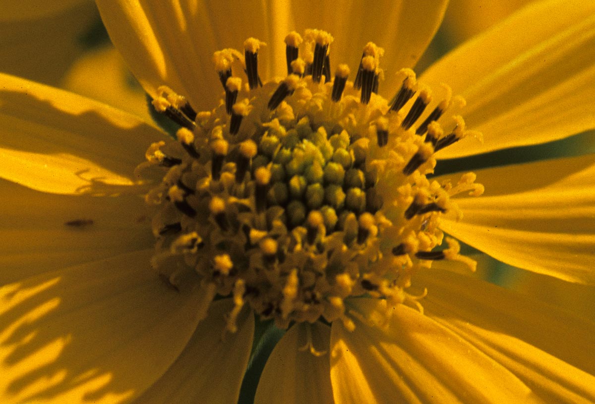 Asteraceae Verbesina encelioides