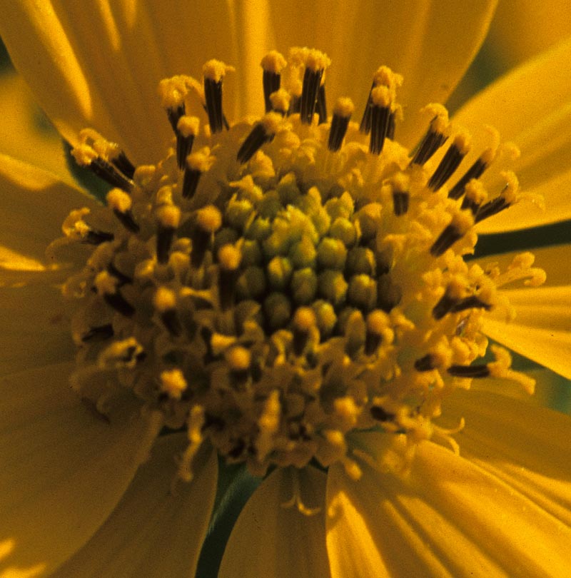 Asteraceae Verbesina encelioides