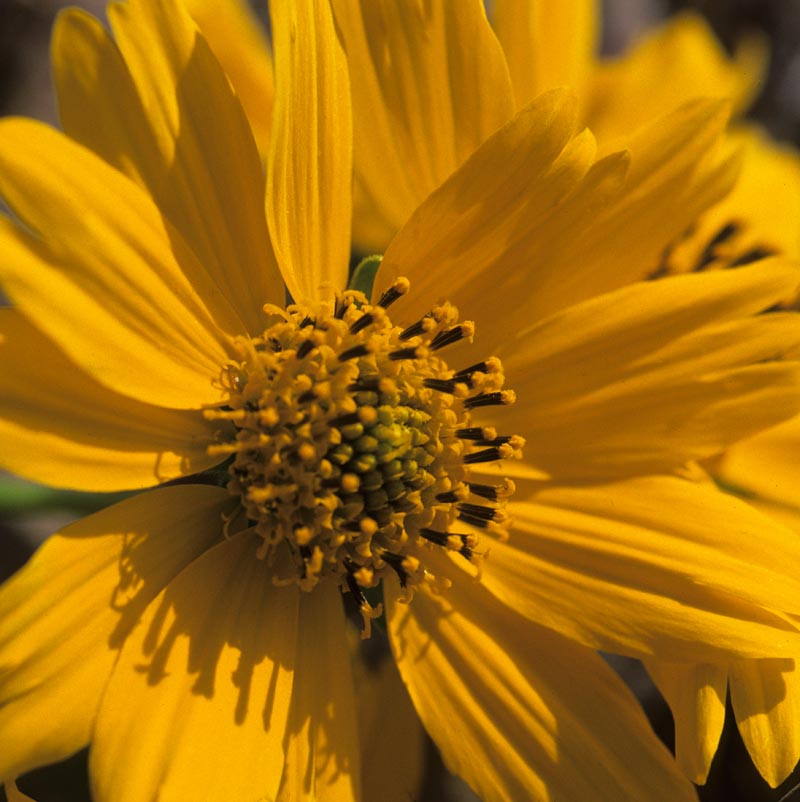 Asteraceae Verbesina encelioides